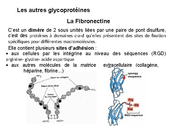 Les autres glycoprotéines La Fibronectine C’est un dimère de 2 sous unités liées par