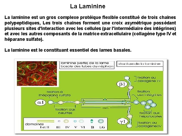 La Laminine La laminine est un gros complexe protéique flexible constitué de trois chaînes