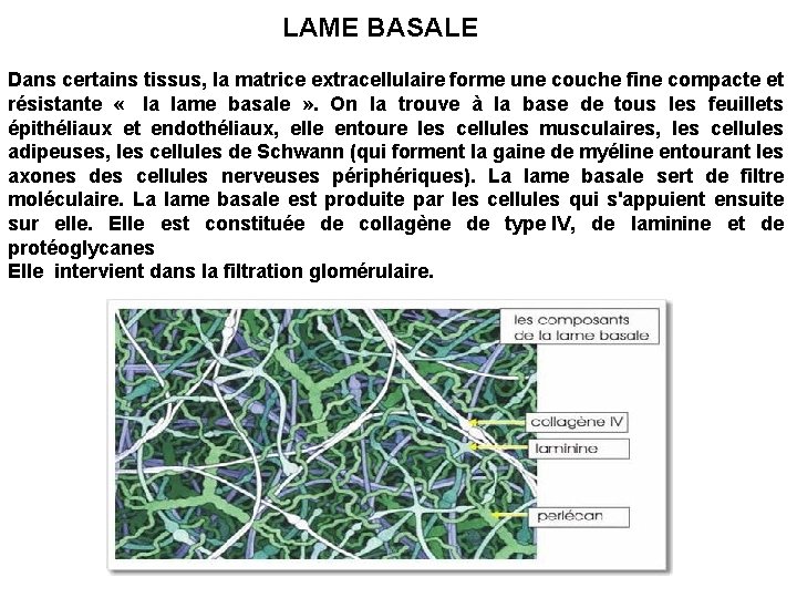 LAME BASALE Dans certains tissus, la matrice extracellulaire forme une couche fine compacte et