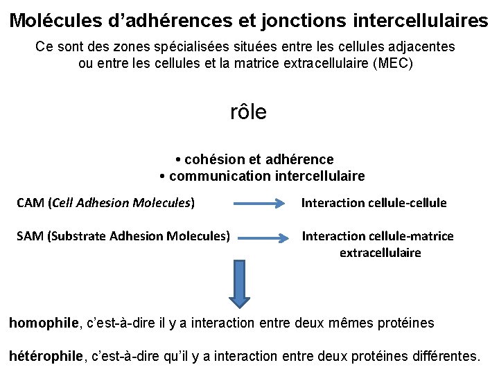 Molécules d’adhérences et jonctions intercellulaires Ce sont des zones spécialisées situées entre les cellules