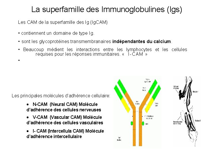 La superfamille des Immunoglobulines (Igs) Les CAM de la superfamille des Ig (Ig. CAM)