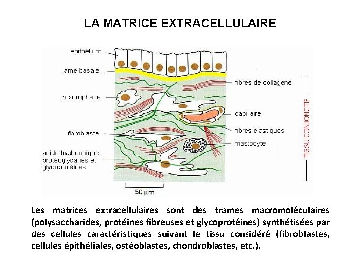 LA MATRICE EXTRACELLULAIRE Les matrices extracellulaires sont des trames macromoléculaires (polysaccharides, protéines fibreuses et