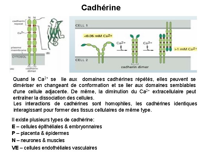 Cadhérine Quand le Ca 2+ se lie aux domaines cadhérines répétés, elles peuvent se