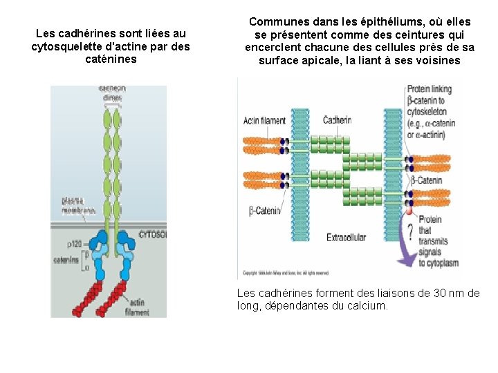 Les cadhérines sont liées au cytosquelette d'actine par des caténines Communes dans les épithéliums,