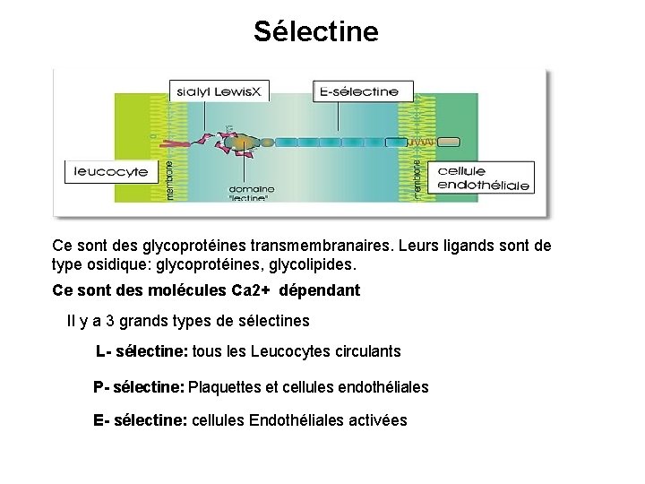 Sélectine Ce sont des glycoprotéines transmembranaires. Leurs ligands sont de type osidique: glycoprotéines, glycolipides.