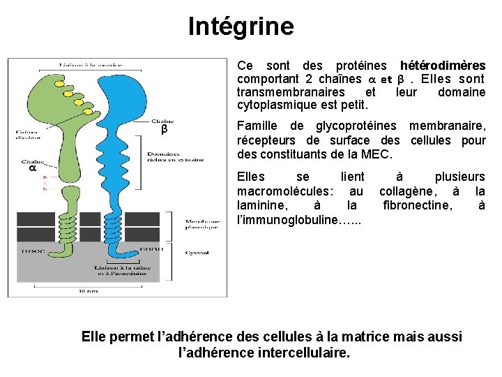 Intégrine Ce sont des protéines hétérodimères comportant 2 chaînes α et β . Elles