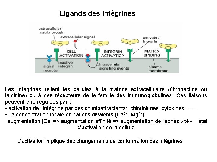 Ligands des intégrines Les intégrines relient les cellules à la matrice extracellulaire (fibronectine ou