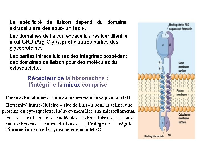 La spécificité de liaison dépend du domaine extracellulaire des sous- unités α. Les domaines