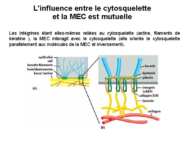 L'influence entre le cytosquelette et la MEC est mutuelle Les intégrines étant elles-mêmes reliées