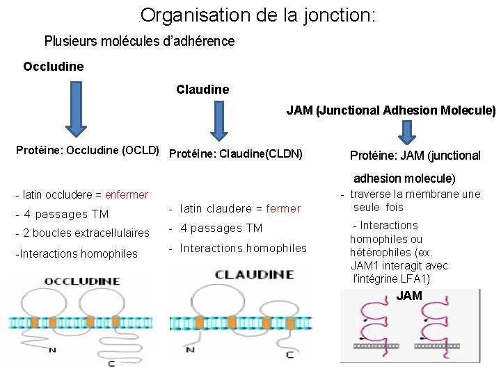 – Organisation de la jonction: Plusieurs molécules d’adhérence Occludine Claudine JAM (Junctional Adhesion Molecule)