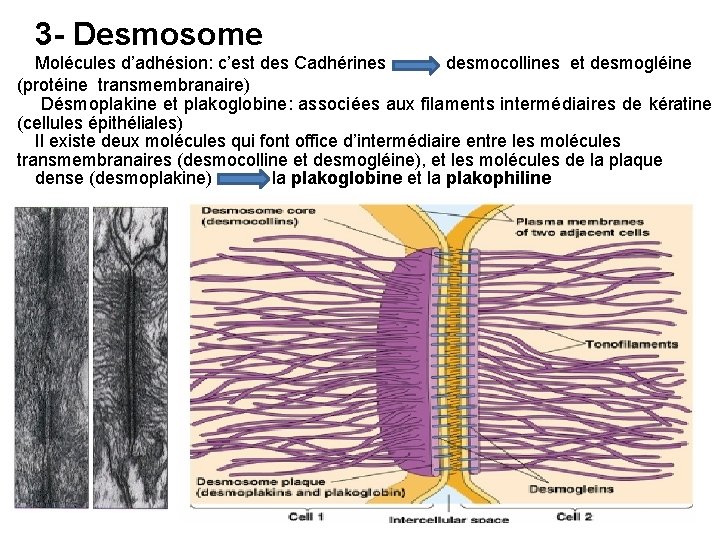 3 - Desmosome Molécules d’adhésion: c’est des Cadhérines desmocollines et desmogléine (protéine transmembranaire) Désmoplakine