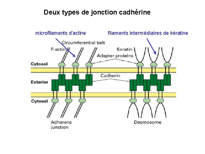 Deux types de jonction cadhérine microfilaments d’actine filaments intermédiaires de kératine 