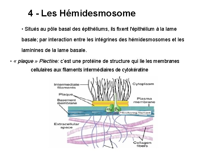 4 - Les Hémidesmosome • Situés au pôle basal des épithéliums, ils fixent l'épithélium