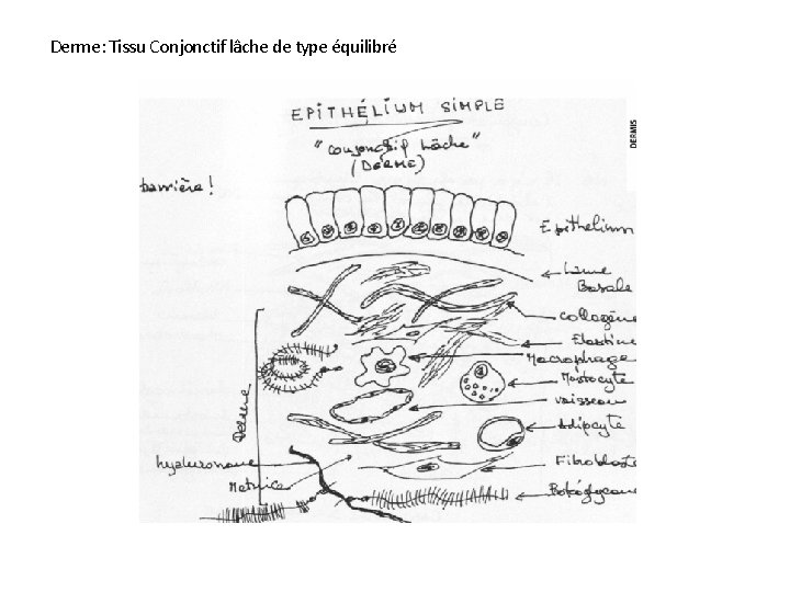 Derme: Tissu Conjonctif lâche de type équilibré 