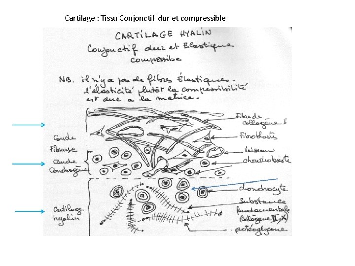Cartilage : Tissu Conjonctif dur et compressible 