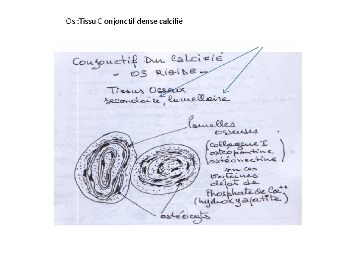 Os : Tissu C onjonctif dense calcifié 