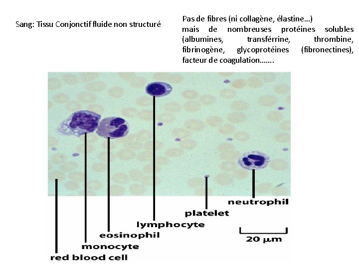 Sang: Tissu Conjonctif fluide non structuré Pas de fibres (ni collagène, élastine. . .