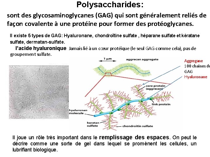 Polysaccharides: sont des glycosaminoglycanes (GAG) qui sont généralement reliés de façon covalente à une