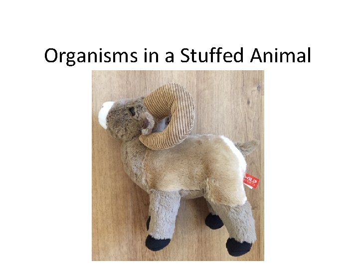 Organisms in a Stuffed Animal 