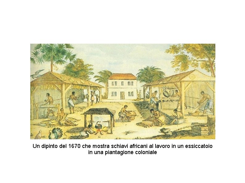 Un dipinto del 1670 che mostra schiavi africani al lavoro in un essiccatoio in