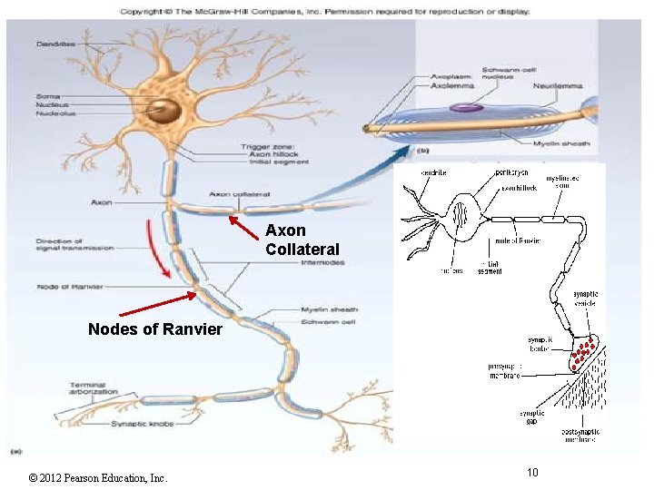 Axon Collateral Nodes of Ranvier © 2012 Pearson Education, Inc. 10 Axon Collateral Nodes of Ranvier © 2012 Pearson Education, Inc. 10