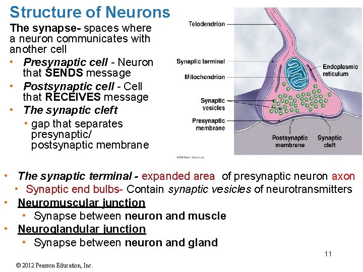 Structure of Neurons The synapse- spaces where a neuron communicates with another cell • Structure of Neurons The synapse- spaces where a neuron communicates with another cell •
