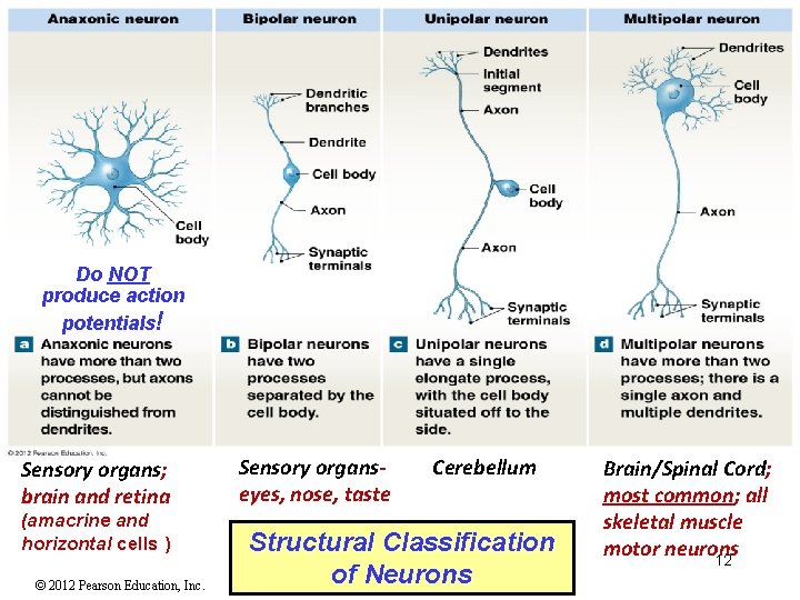 Do NOT produce action potentials! Sensory organs; brain and retina (amacrine and horizontal cells Do NOT produce action potentials! Sensory organs; brain and retina (amacrine and horizontal cells