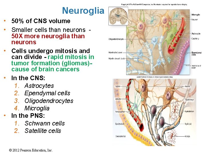 Neuroglia • 50% of CNS volume • Smaller cells than neurons 50 X more Neuroglia • 50% of CNS volume • Smaller cells than neurons 50 X more