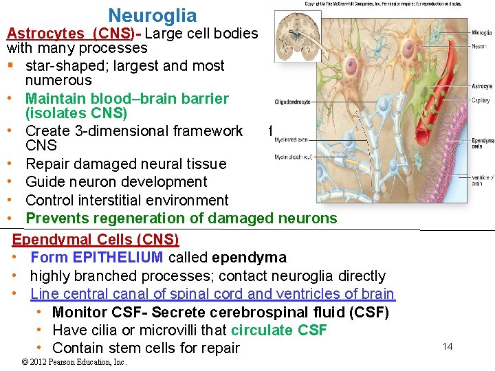 Neuroglia Astrocytes (CNS)- Large cell bodies with many processes § star-shaped; largest and most Neuroglia Astrocytes (CNS)- Large cell bodies with many processes § star-shaped; largest and most