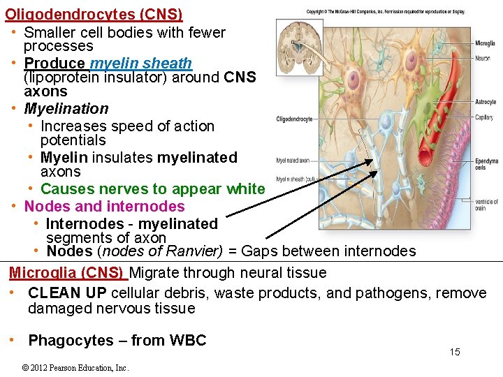 Oligodendrocytes (CNS) • Smaller cell bodies with fewer processes • Produce myelin sheath (lipoprotein Oligodendrocytes (CNS) • Smaller cell bodies with fewer processes • Produce myelin sheath (lipoprotein