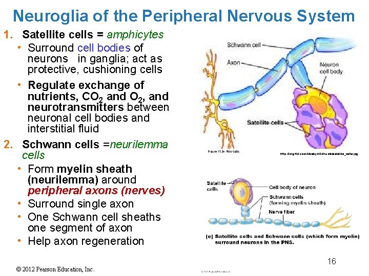 Neuroglia of the Peripheral Nervous System 1. Satellite cells = amphicytes • Surround cell Neuroglia of the Peripheral Nervous System 1. Satellite cells = amphicytes • Surround cell