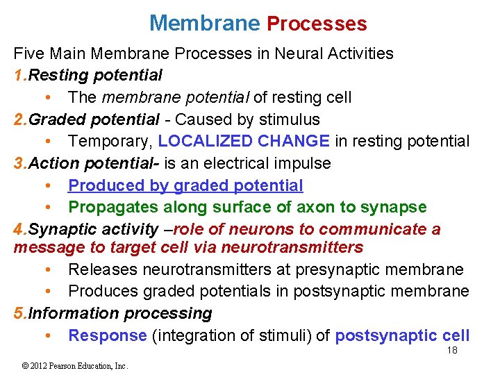 Membrane Processes Five Main Membrane Processes in Neural Activities 1. Resting potential • The Membrane Processes Five Main Membrane Processes in Neural Activities 1. Resting potential • The