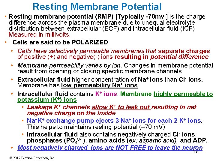Resting Membrane Potential • Resting membrane potential (RMP) [Typically -70 mv ] is the