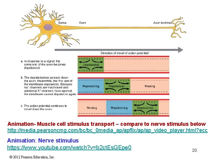 Animation- Muscle cell stimulus transport – compare to nerve stimulus below http: //media. pearsoncmg. Animation- Muscle cell stimulus transport – compare to nerve stimulus below http: //media. pearsoncmg.