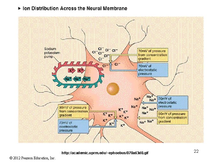 http: //academic. uprm. edu/~ephoebus/070 a 63 d 0. gif © 2012 Pearson Education, Inc. http: //academic. uprm. edu/~ephoebus/070 a 63 d 0. gif © 2012 Pearson Education, Inc.