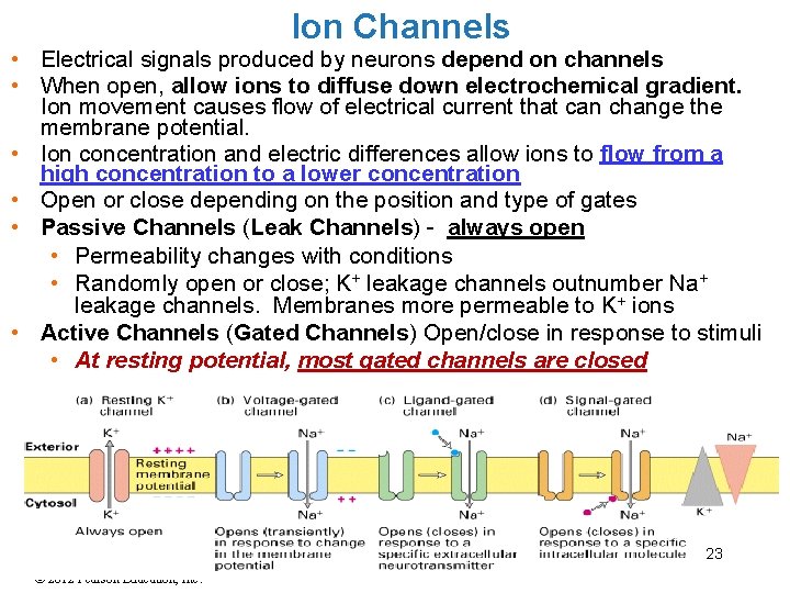 Ion Channels • Electrical signals produced by neurons depend on channels • When open, Ion Channels • Electrical signals produced by neurons depend on channels • When open,