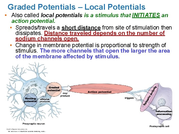 Graded Potentials – Local Potentials • Also called local potentials is a stimulus that Graded Potentials – Local Potentials • Also called local potentials is a stimulus that