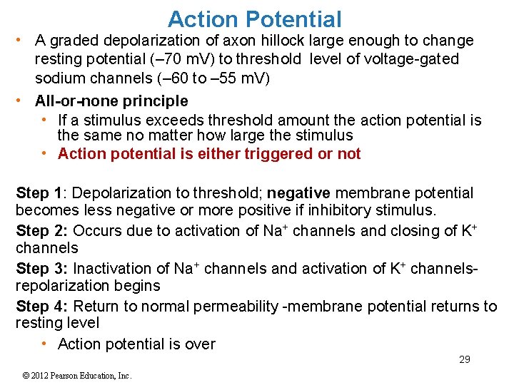 Action Potential • A graded depolarization of axon hillock large enough to change resting Action Potential • A graded depolarization of axon hillock large enough to change resting