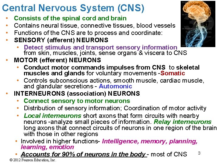 Central Nervous System (CNS) • • Consists of the spinal cord and brain Contains Central Nervous System (CNS) • • Consists of the spinal cord and brain Contains