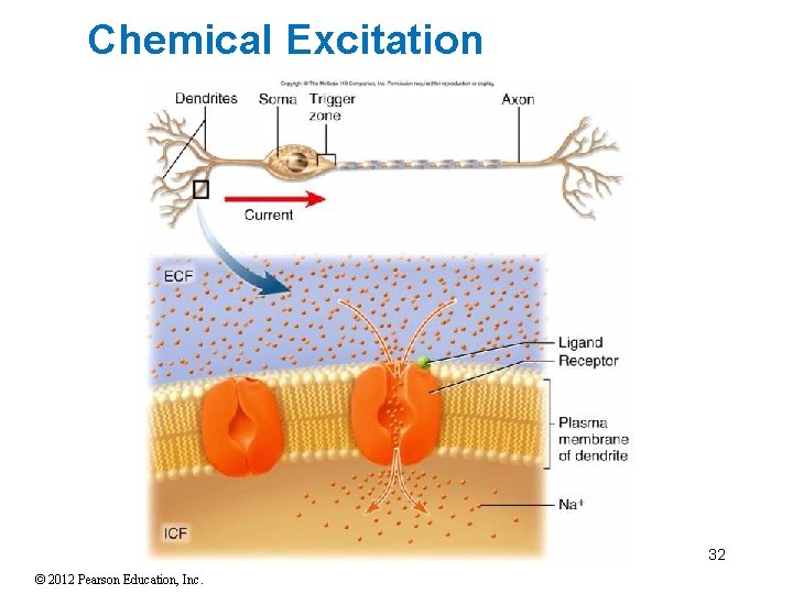 Chemical Excitation 32 © 2012 Pearson Education, Inc. Chemical Excitation 32 © 2012 Pearson Education, Inc.