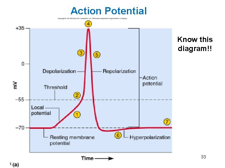 Action Potential Know this diagram!! 33 © 2012 Pearson Education, Inc. Action Potential Know this diagram!! 33 © 2012 Pearson Education, Inc.