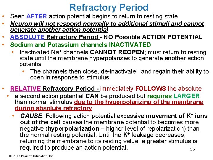 Refractory Period • Seen AFTER action potential begins to return to resting state • Refractory Period • Seen AFTER action potential begins to return to resting state •