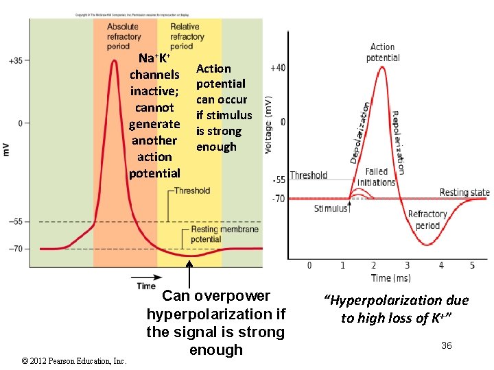 Na+K+ channels inactive; cannot generate another action potential © 2012 Pearson Education, Inc. Action Na+K+ channels inactive; cannot generate another action potential © 2012 Pearson Education, Inc. Action