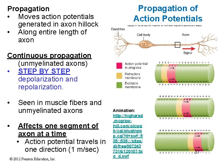 Propagation • Moves action potentials generated in axon hillock • Along entire length of Propagation • Moves action potentials generated in axon hillock • Along entire length of