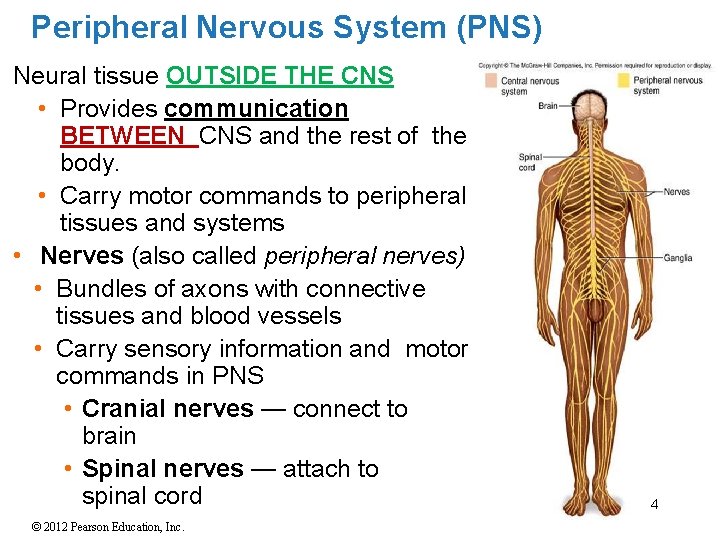 Peripheral Nervous System (PNS) Neural tissue OUTSIDE THE CNS • Provides communication BETWEEN CNS Peripheral Nervous System (PNS) Neural tissue OUTSIDE THE CNS • Provides communication BETWEEN CNS