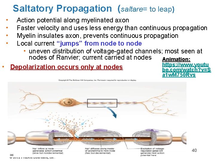 Saltatory Propagation (saltare= to leap) • • Action potential along myelinated axon Faster velocity Saltatory Propagation (saltare= to leap) • • Action potential along myelinated axon Faster velocity