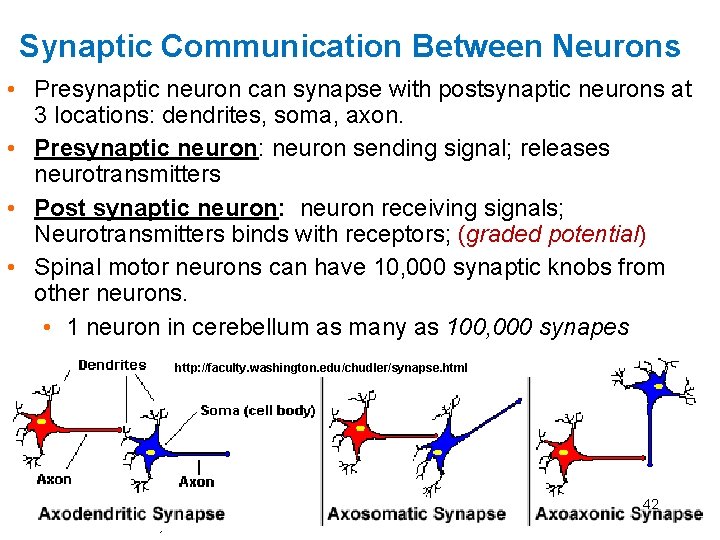 Synaptic Communication Between Neurons • Presynaptic neuron can synapse with postsynaptic neurons at 3 Synaptic Communication Between Neurons • Presynaptic neuron can synapse with postsynaptic neurons at 3