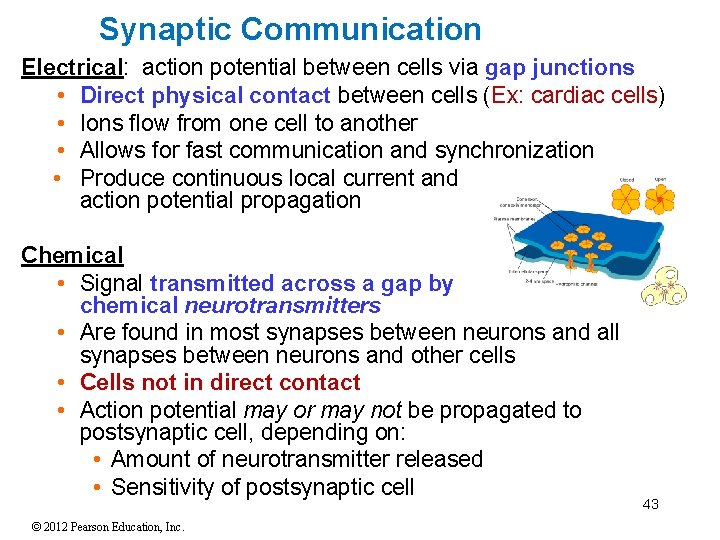 Synaptic Communication Electrical: action potential between cells via gap junctions • Direct physical contact Synaptic Communication Electrical: action potential between cells via gap junctions • Direct physical contact