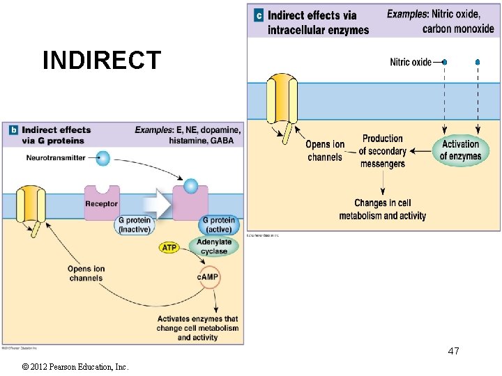 INDIRECT 47 © 2012 Pearson Education, Inc. INDIRECT 47 © 2012 Pearson Education, Inc.