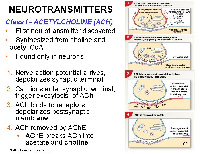 NEUROTRANSMITTERS Class I - ACETYLCHOLINE (ACH) • First neurotransmitter discovered • Synthesized from choline NEUROTRANSMITTERS Class I - ACETYLCHOLINE (ACH) • First neurotransmitter discovered • Synthesized from choline